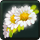 Crown of Daisies
